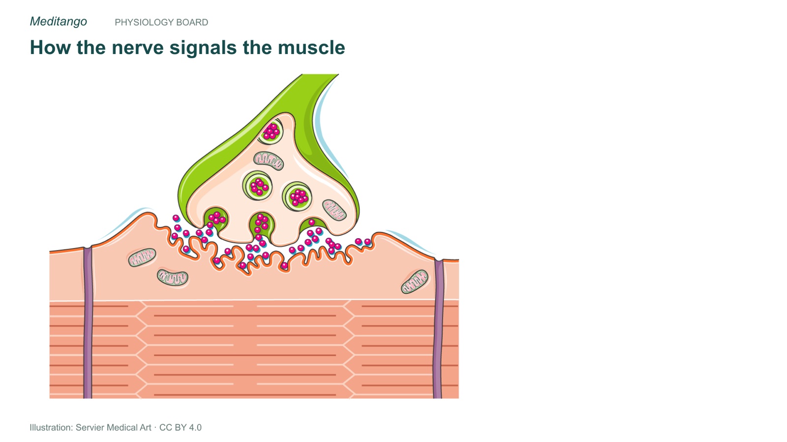 Medical illustration of a neuromuscular junction showing a nerve terminal above a muscle fiber